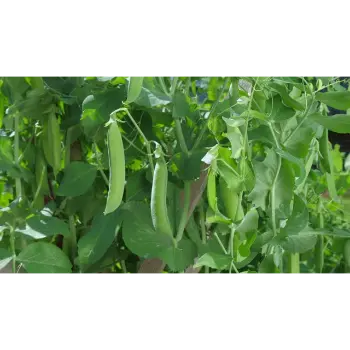 green peas (24)-7720367-40183.webp